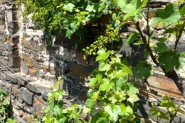 Vyvázání vína na zeď