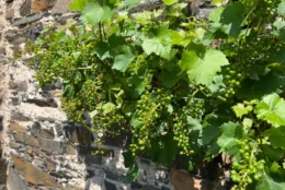 Vyvázání hroznového vína